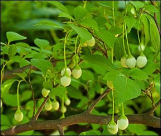 Aadusa Tree Leaves - Medicinal Properties